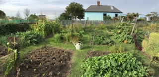 Simon garden 3