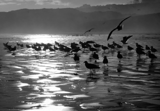 Birds "Homeward Bound" Bruny Island Warwick Berry