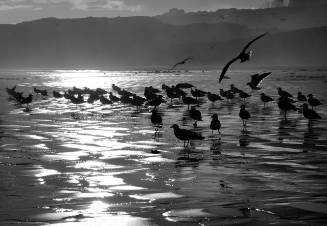 Birds "Homeward Bound" Bruny Island Warwick Berry