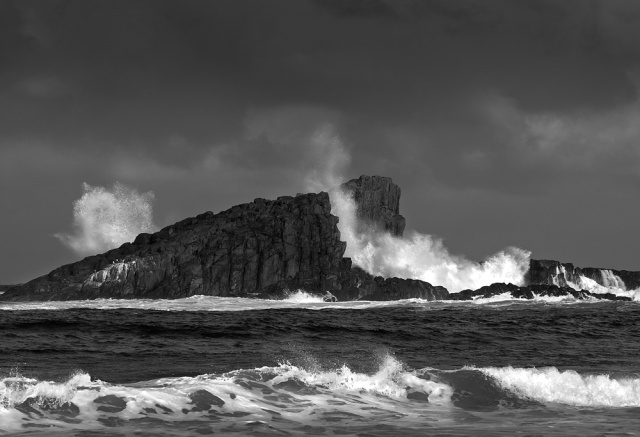 Birds of Paradise Bruny Island Warwick Berry