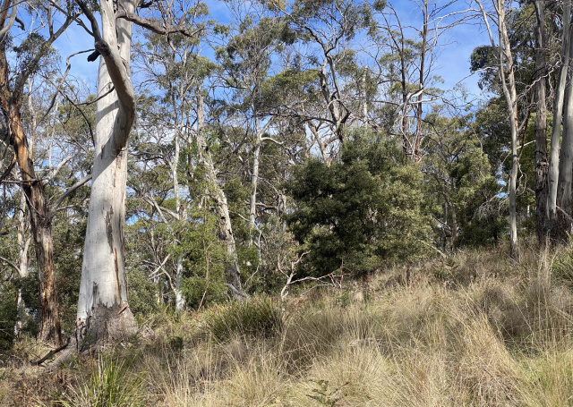 Vermalis on Bruny crop