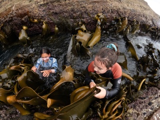 Kelp kids Bruny Claire Gorman