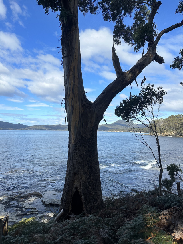Shoreline Bluegum Coal point