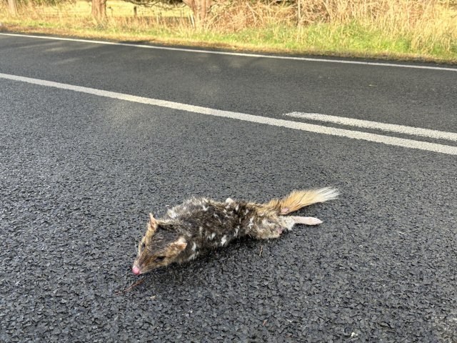 Dead Quoll on road