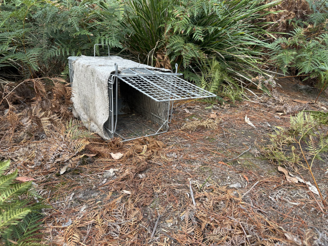 Feral Cat Trap