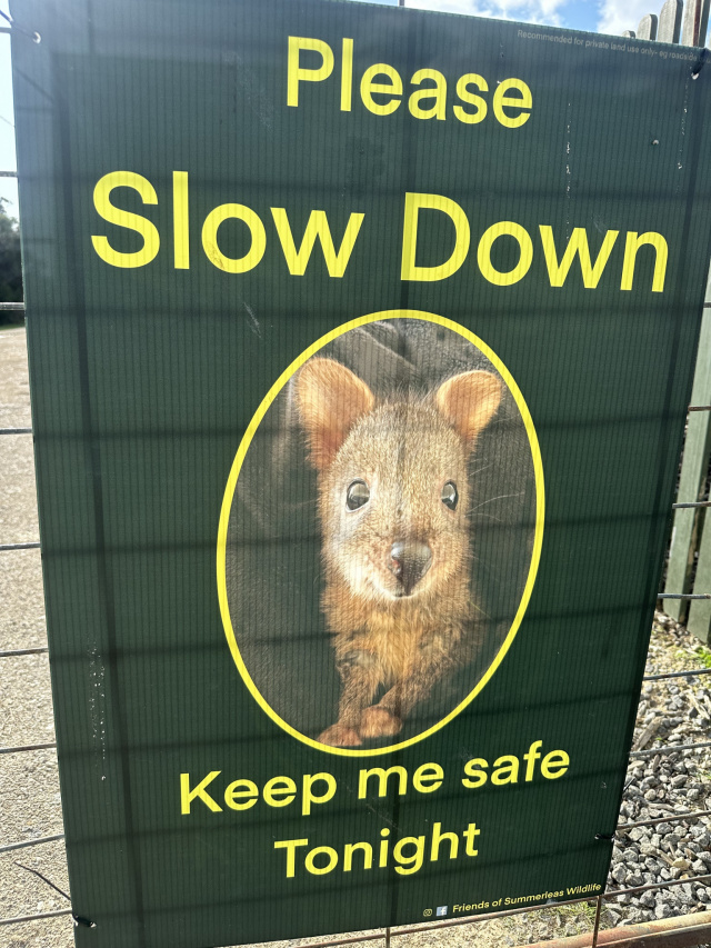 Slow Down for Wildlife