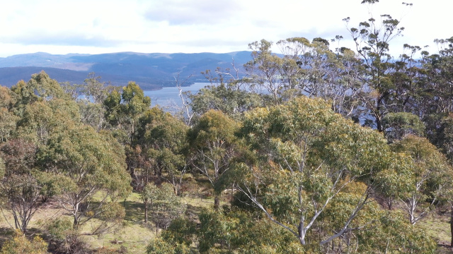 Dennes Hill Dan Broun