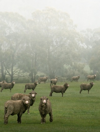 Farm 22 The Extraverts22 Bruny Island Warwick Berry