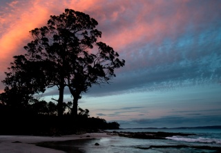 Two Tree Point Warwick Berry