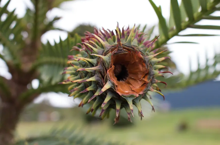 Wollemia nobilis Inala Jurassic Garden