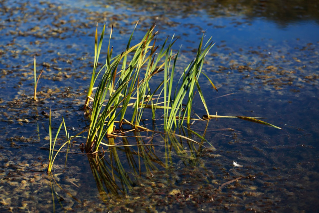 Lutregala 2015 A Dyerr reeds 1440x0 c default