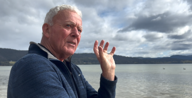Swan Colony at Simpsons Bay