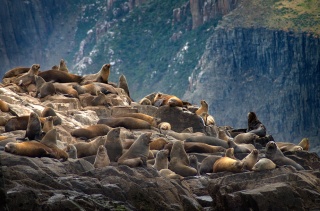 Australian Fur Seals 22 Home22 Warwick Berry