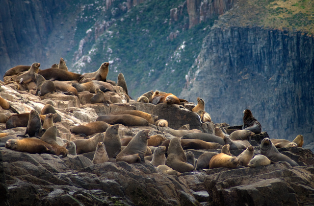Australian Fur Seals 22 Home22 Warwick Berry