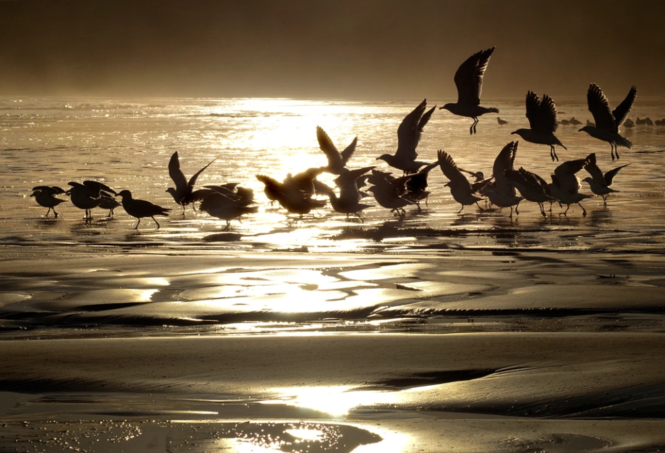 Gulls at Cloudy Bay Warwick Berry
