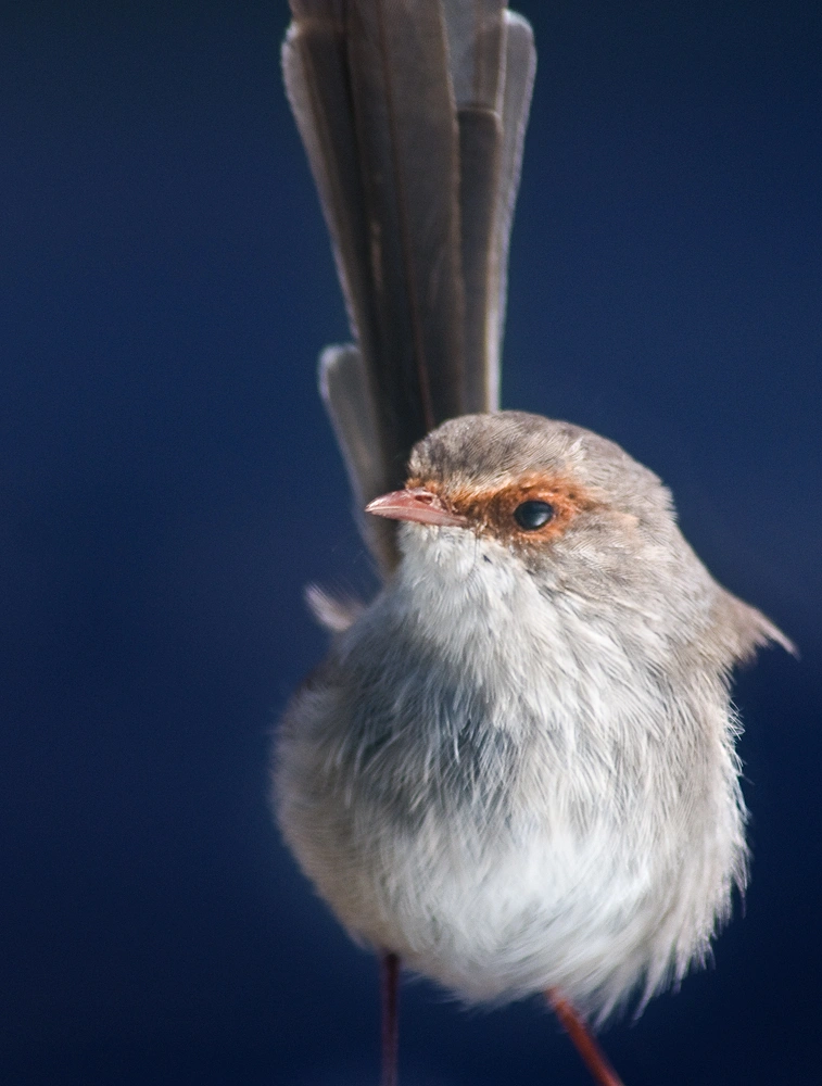 Female Superb Blue Wren Warwick Berry