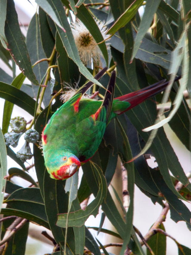BEN C swift on bruny