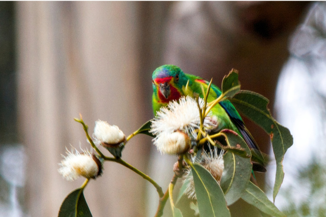 Swift Parrot captured Ben C