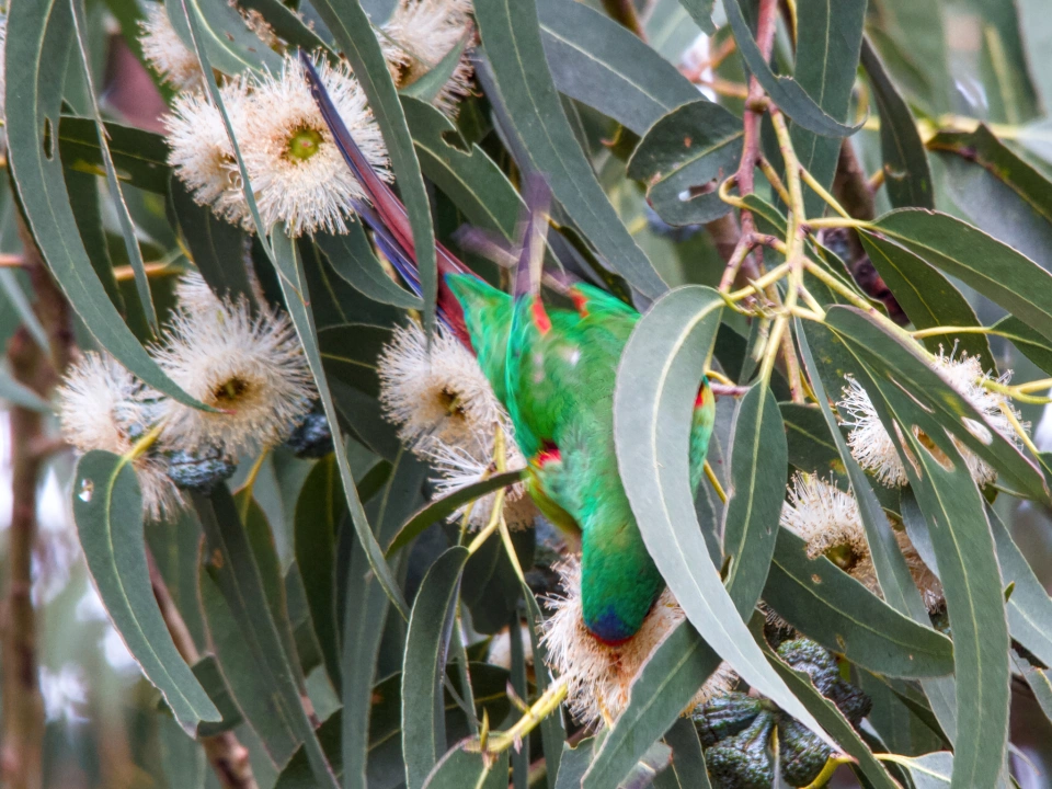 Swift Parrot by Ben C