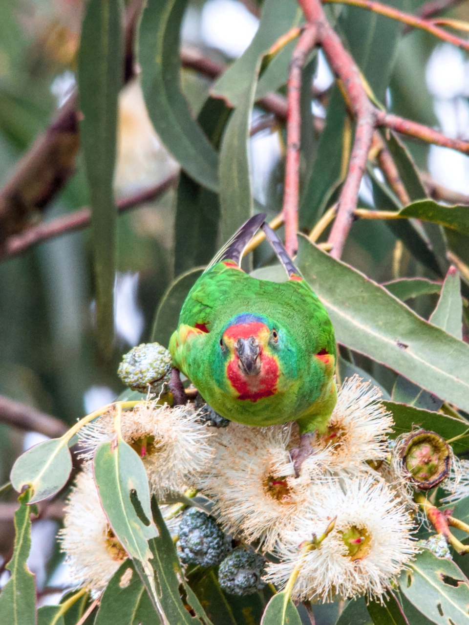 Swift Parrots on Bruny Ben C