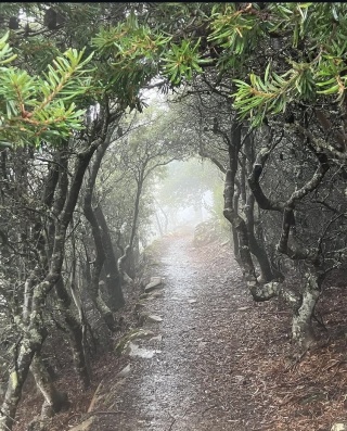 Kunanyi trees by Adrian Bol 8385