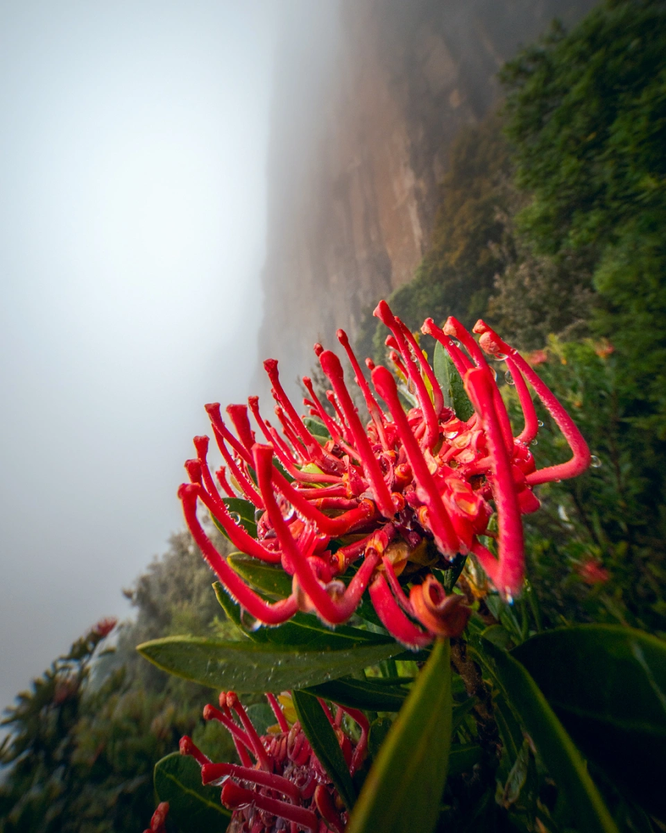 Kunanyi waratah flower telopea truncata Luke Tscharke