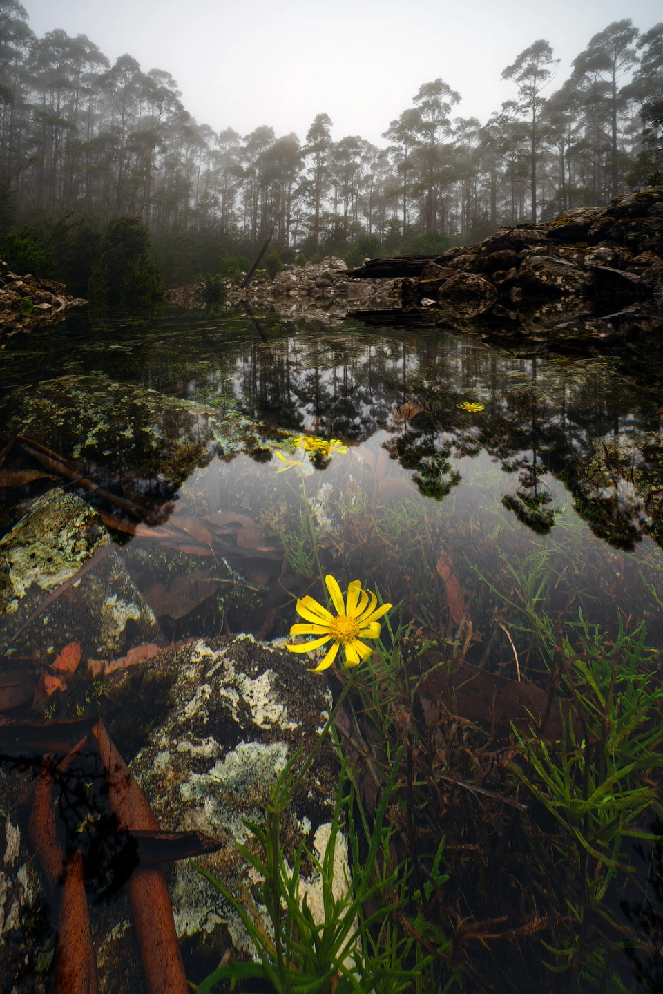 Submerged Groundsel Luke Tscharke
