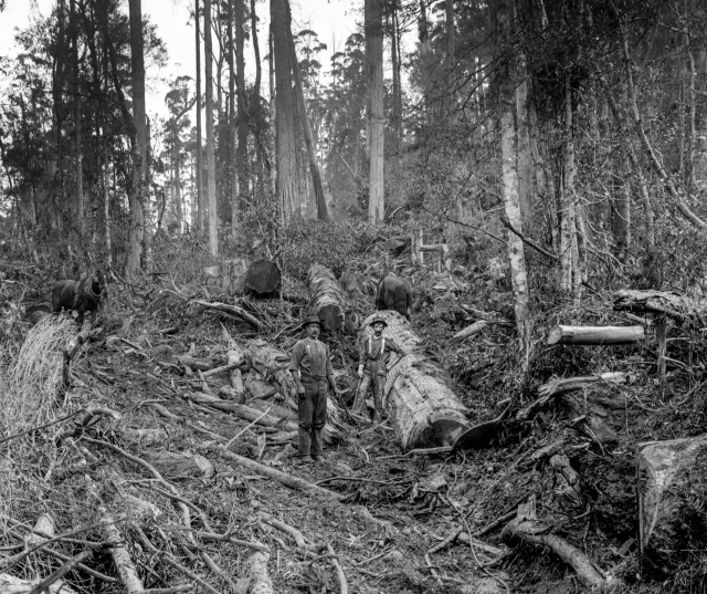 Logging on Mt Wellington c1920s part with shoe Grist Colln