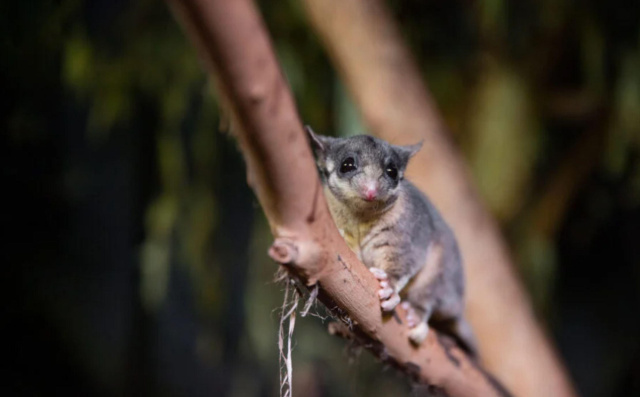Leadbeaters possum australian geographic