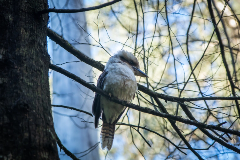 Kookaburra toorongo falls Tilde Bergstrom 9361