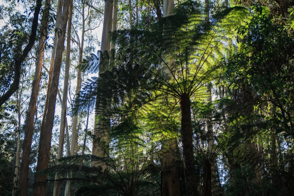 Tree fern toorongo falls Tilde Bergstrom 9378
