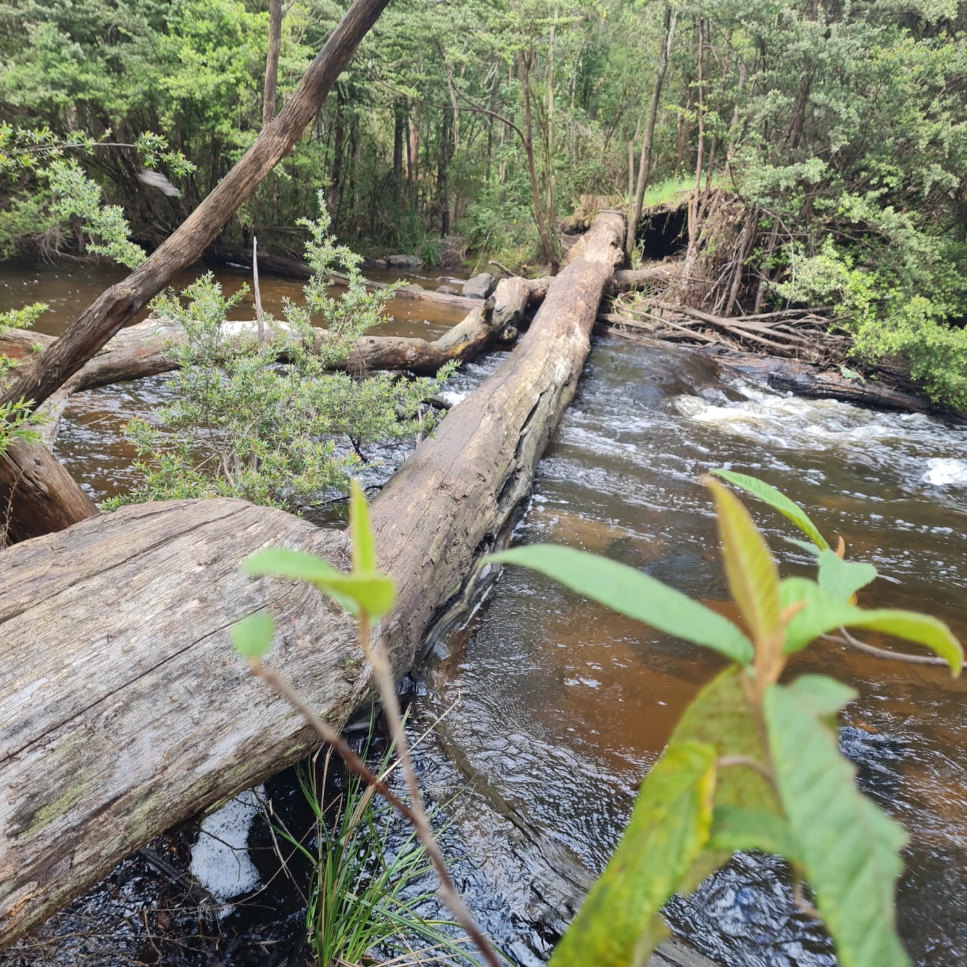 Healesville Creek, GFNP-Jo Edwards