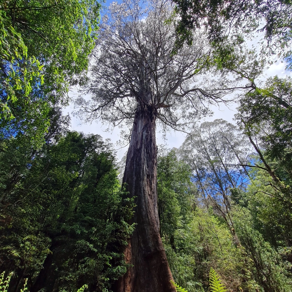 ADA tree Victoria J Ewing