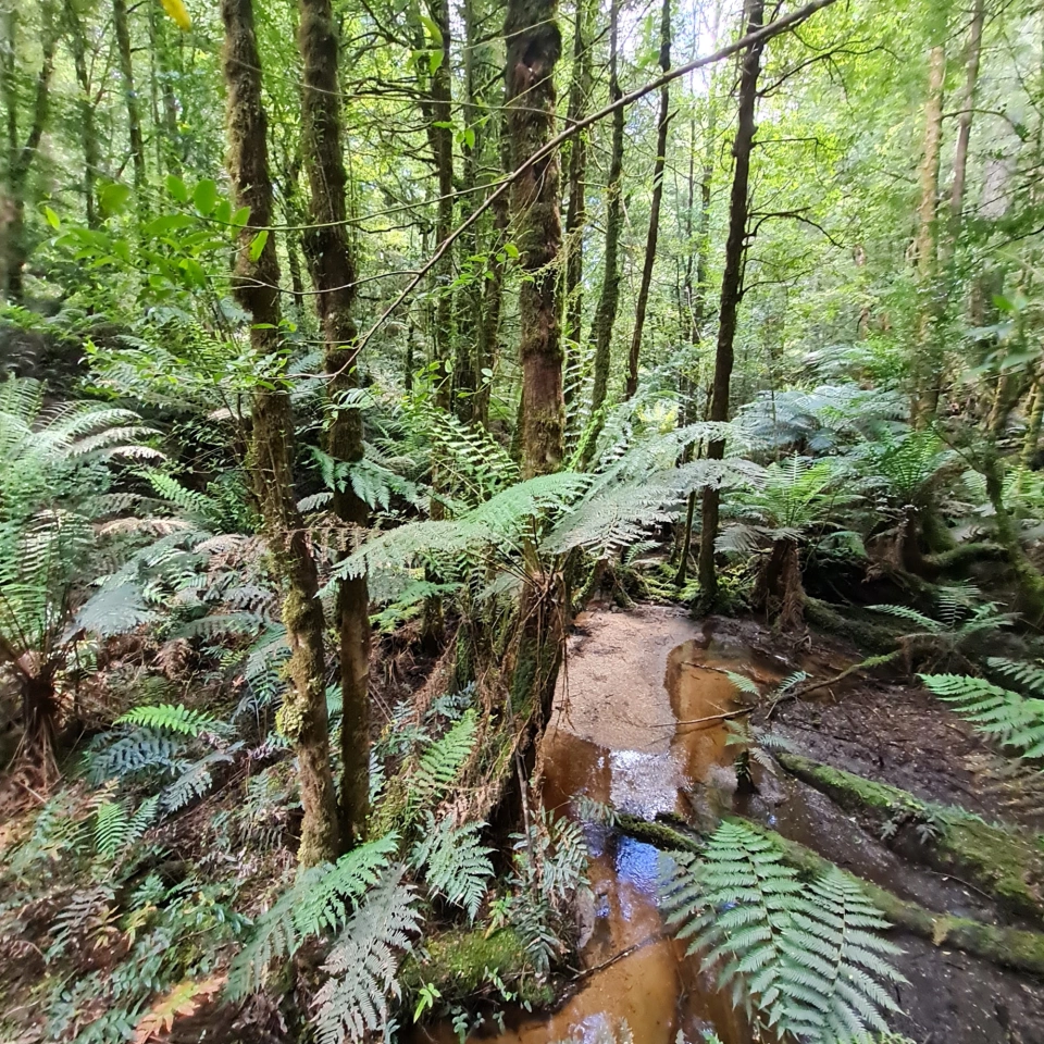 A moment by the Creek in GFNP-Jess Ewing
