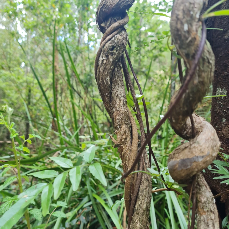 Twisted trees in Warburton, Victoria -Jess Ewing