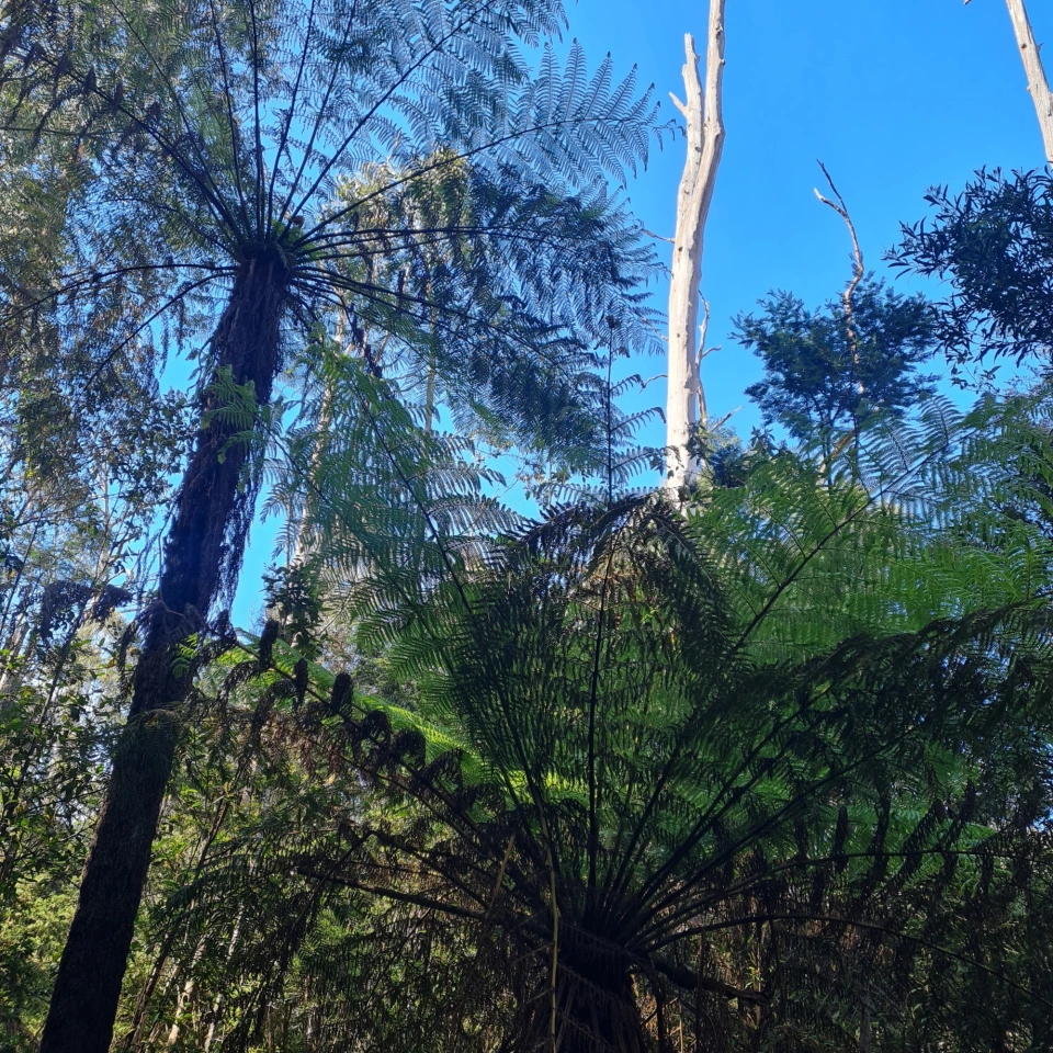 Toolangi Trees,GFNP-Jess Ewing