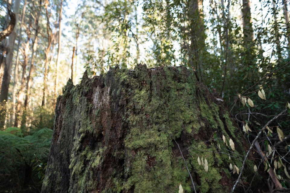 Warburton Victoria Cam Suttie