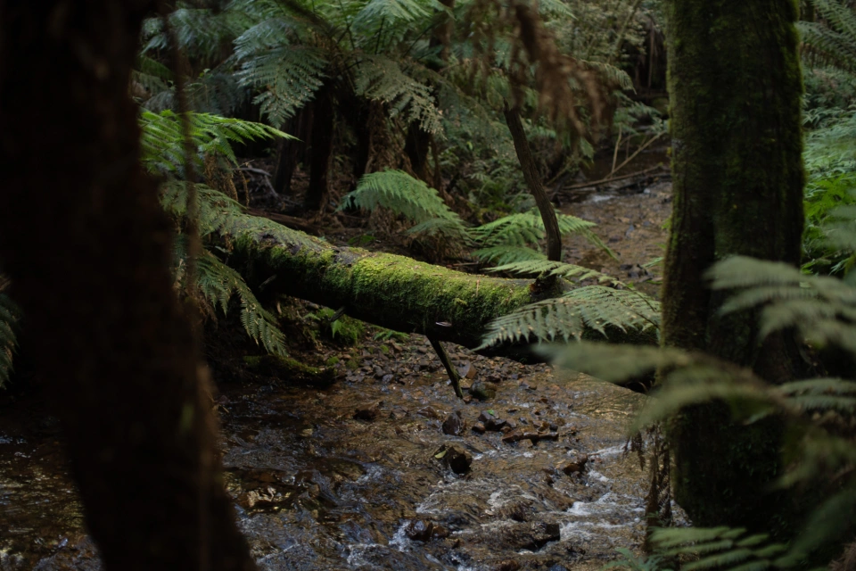 Warburton Forests Cam Suttie