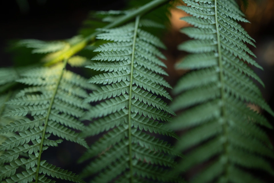 Perfect light, ferns - Cam Suttie