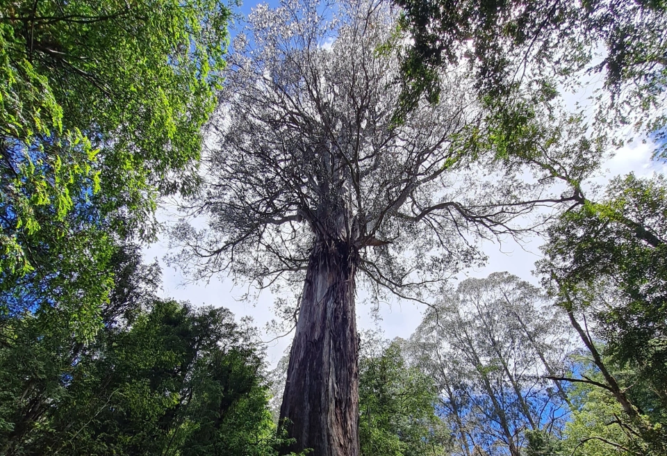 ADA tree Victoria J Ewing COPY