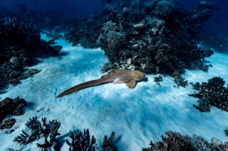 Leopard shark Mai Roper photos 2 Jul25 94 low res
