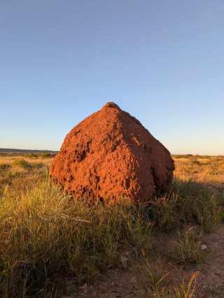 Termite M Ound CRNP Copy