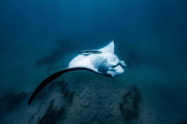 Manta ray Mai Roper low res