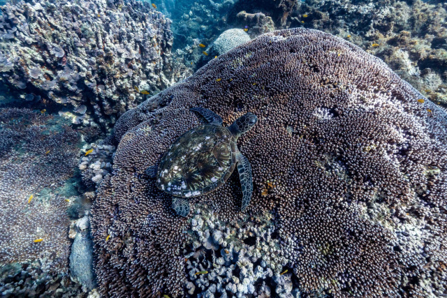 Turtle Mai Roper low res