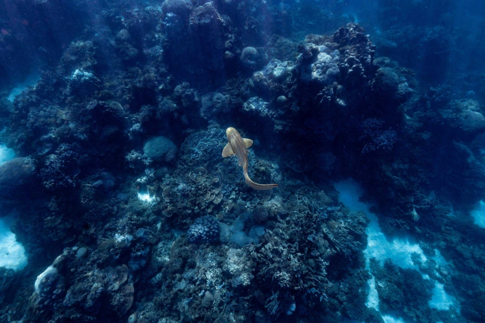 Shark Mai Roper low res