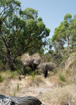 Native Australian Grass tree Xanthorrhoea Perth Western Australia by Jannet Serhan unsplash
