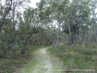 Path through banksia woodland 1350x1013