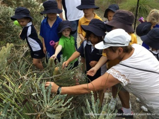 Perth college students examining Banksia menziessi