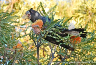 Marg Owen carnabys cockatoo