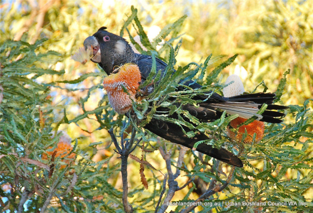 Marg Owen carnabys cockatoo